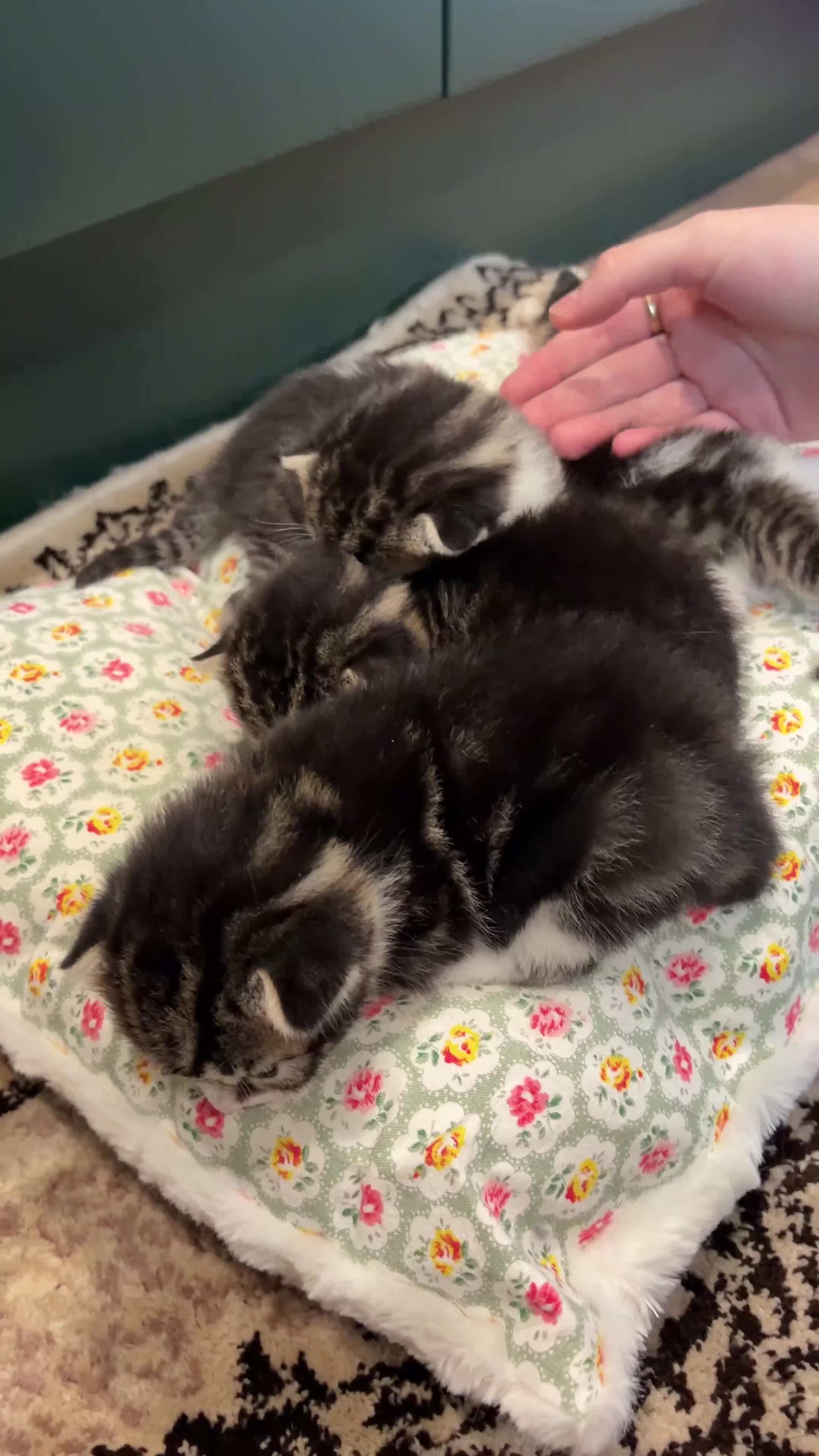 American Shorthair cats for sale: 4 Beautiful American Shorthair Kittens  - Video 1