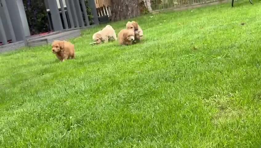 Cockapoo dogs for sale: Stunning F1b pups now available. - Video 1