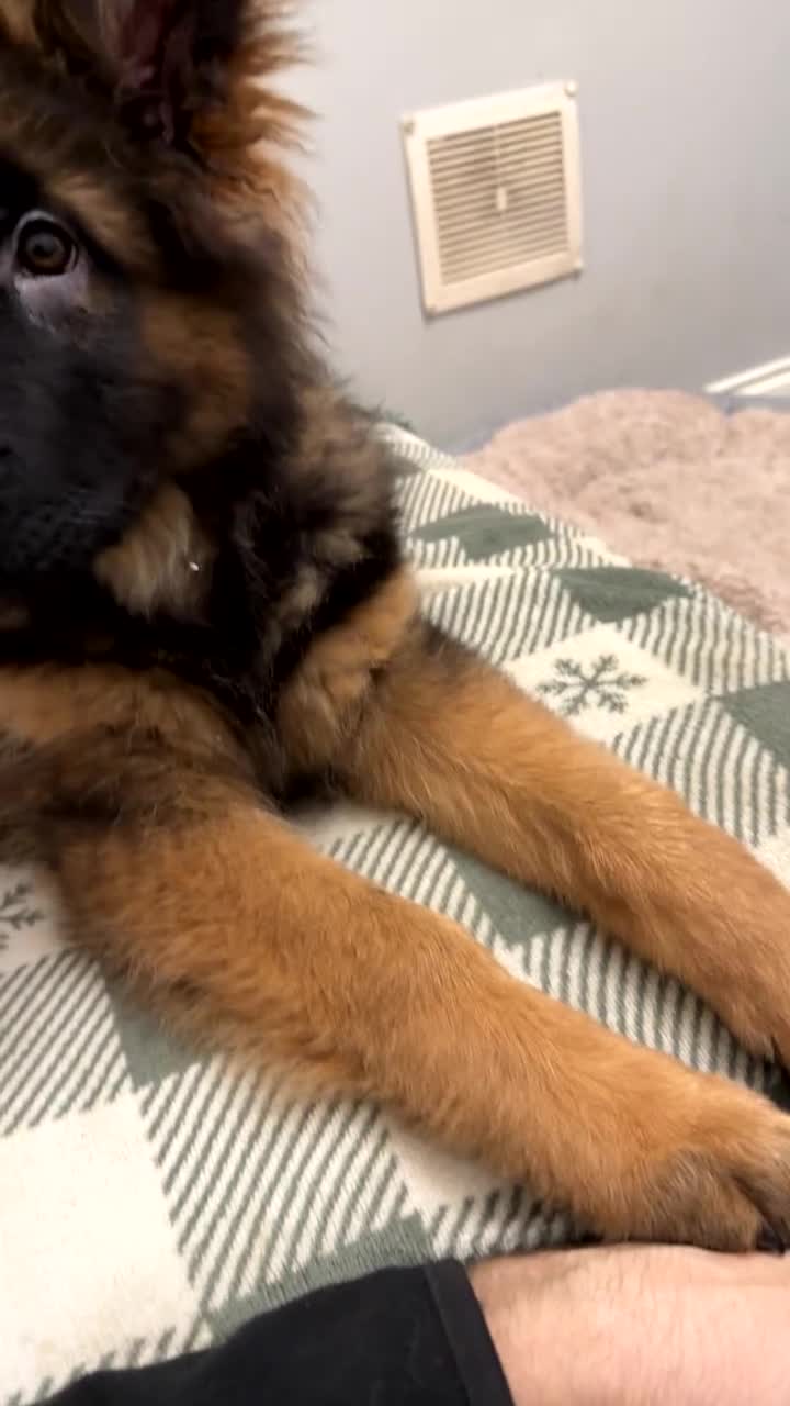 German Shepherd dogs for sale: Male German Shepard  - Video 1