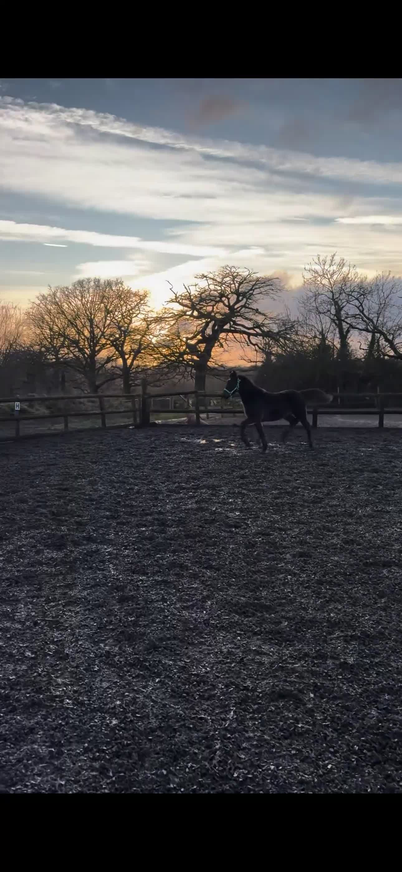 Welsh Section D horses for sale: Maesmynach Zoro  in Birmingham - Video 1