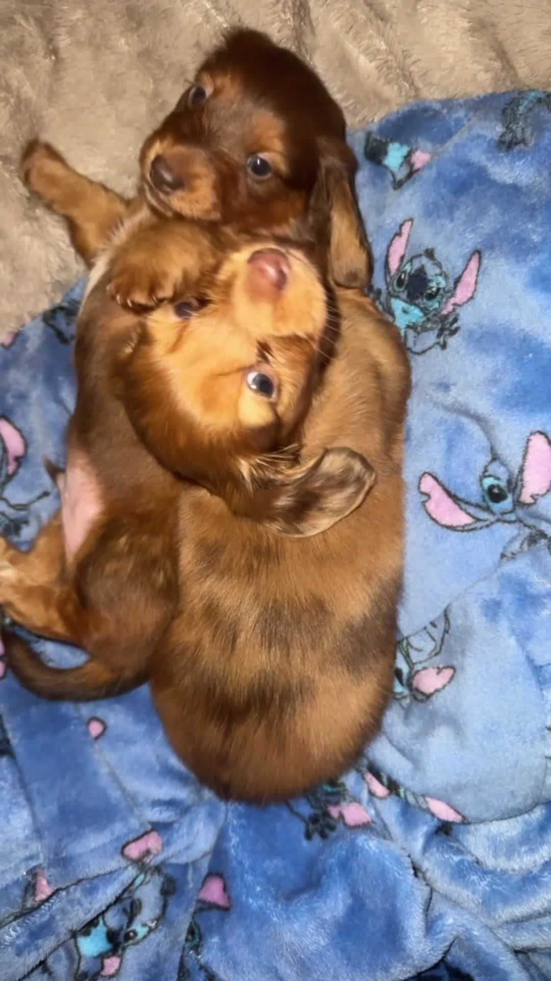 Miniature Dachshund dogs for sale: Long Haired ( Choclate Based ) Mini Dachshunds  - Video 5