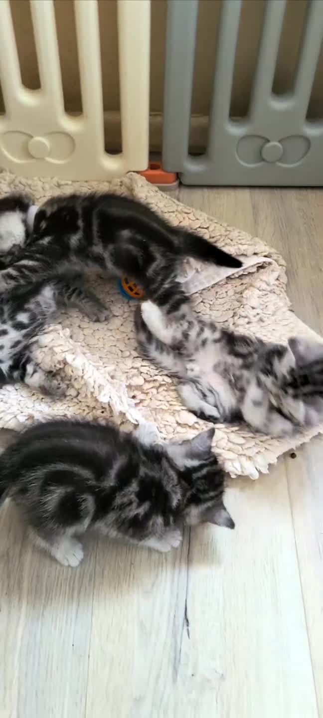 British Shorthair cats for sale: Ready to collect Silver Tabby kittens  in Rochester - Video 3