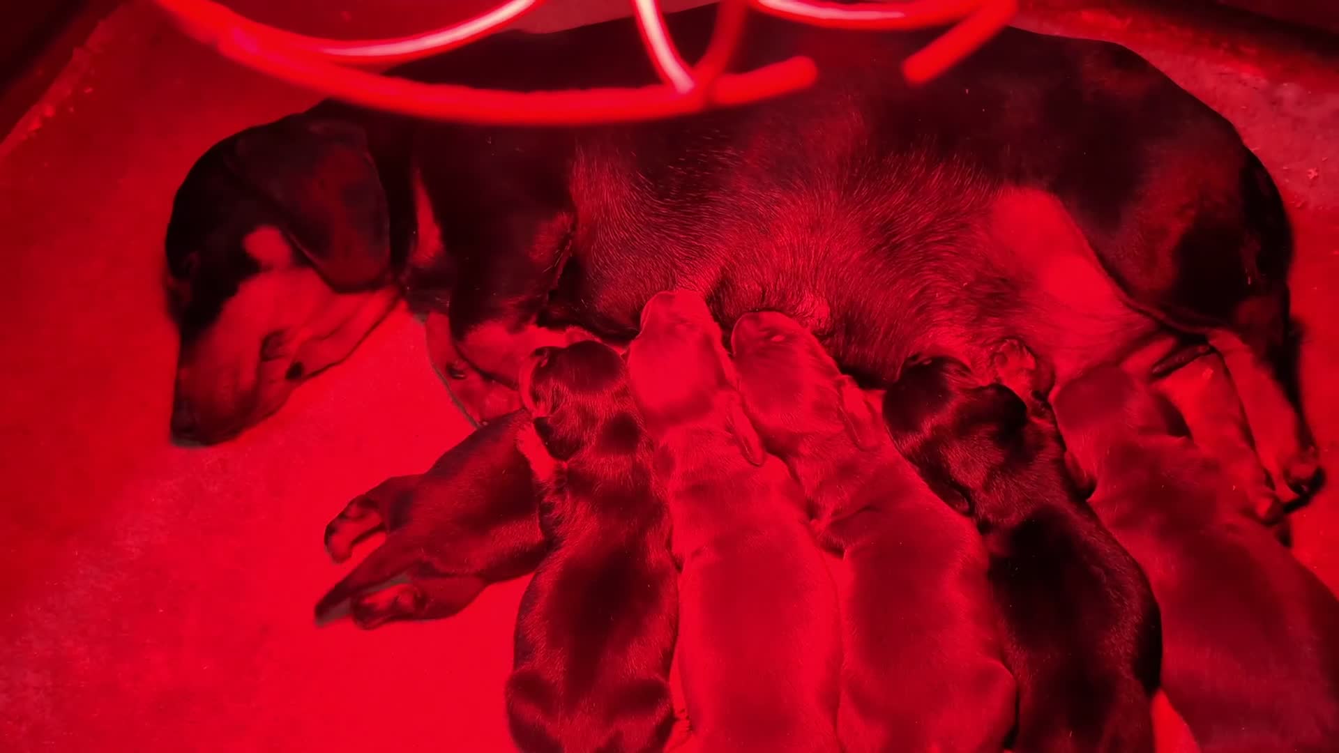 Miniature Dachshund dogs for sale: Quality KC/ PRA clear Miniature Dachshund puppies  - Video 2