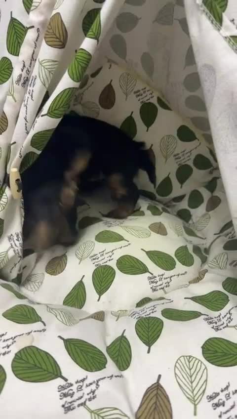 Yorkshire Terrier dogs for sale: Yorkshire Terrier puppies looking for new homes  - Video 3