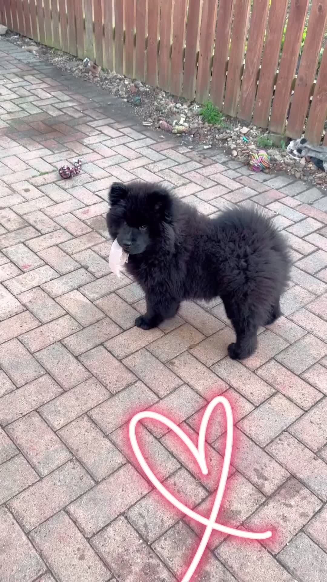 Chow Chow dogs for sale:  🐾 LAST TWO Ready to go STUNNING GIRL chow chows* - Video 2