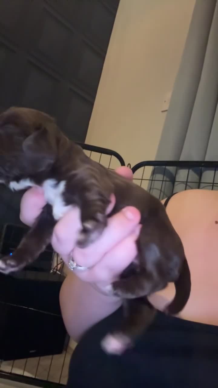 Cocker Spaniel dogs for sale: Cocker spaniel puppies - Video 5