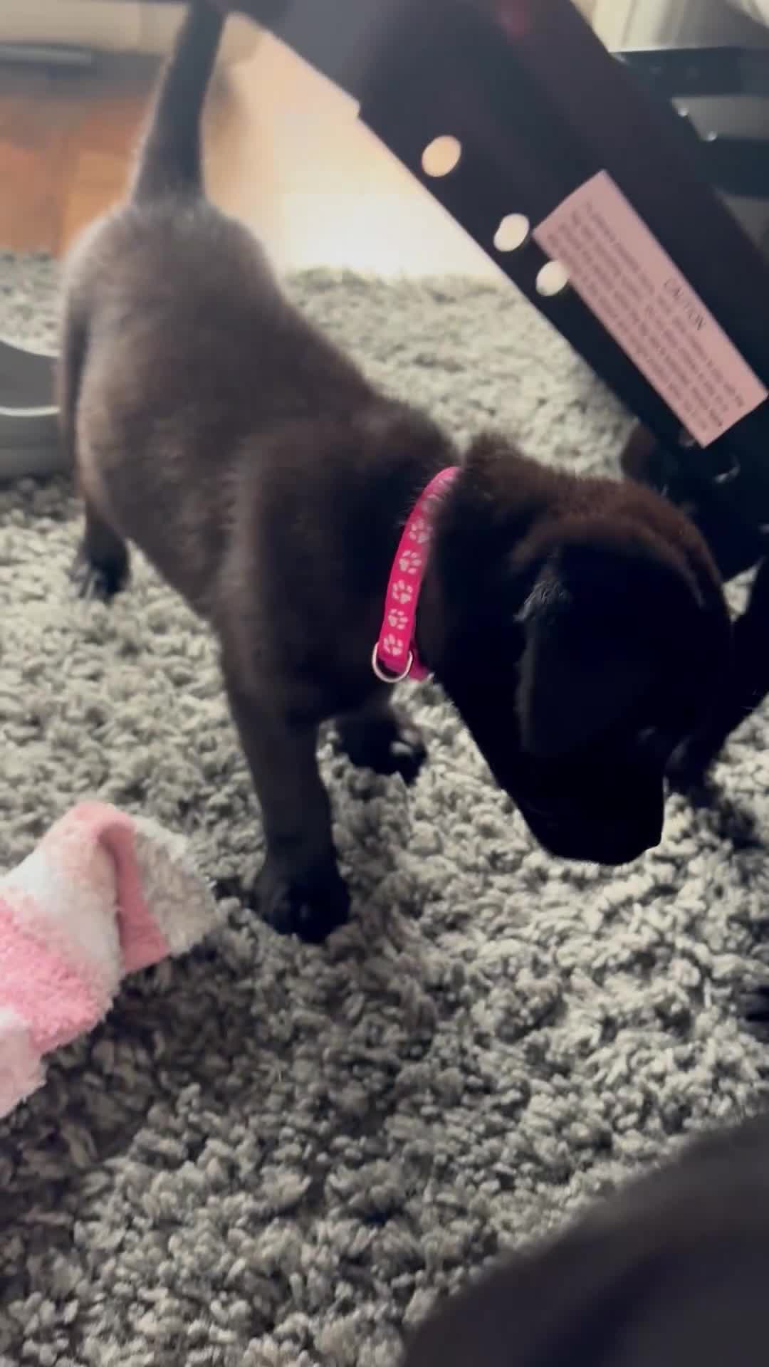 Mixed Breed dogs for sale: Last 2 Mastador puppies READY NOW - Video 1