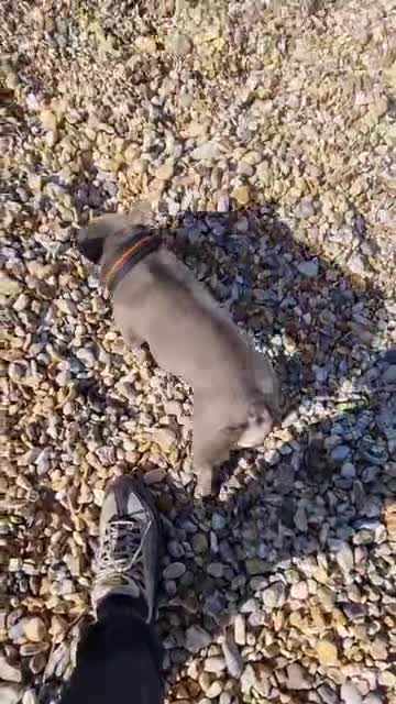 French Bulldog dogs for sale: Top Quality KC Registered French Bulldog 2x Micro  in Bournemouth - Video 1