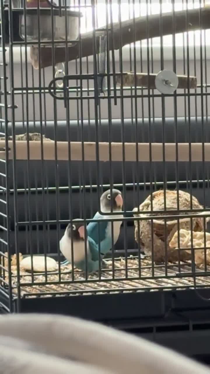 Lovebirds birds for sale: Two Love Birds for sale - Video 1