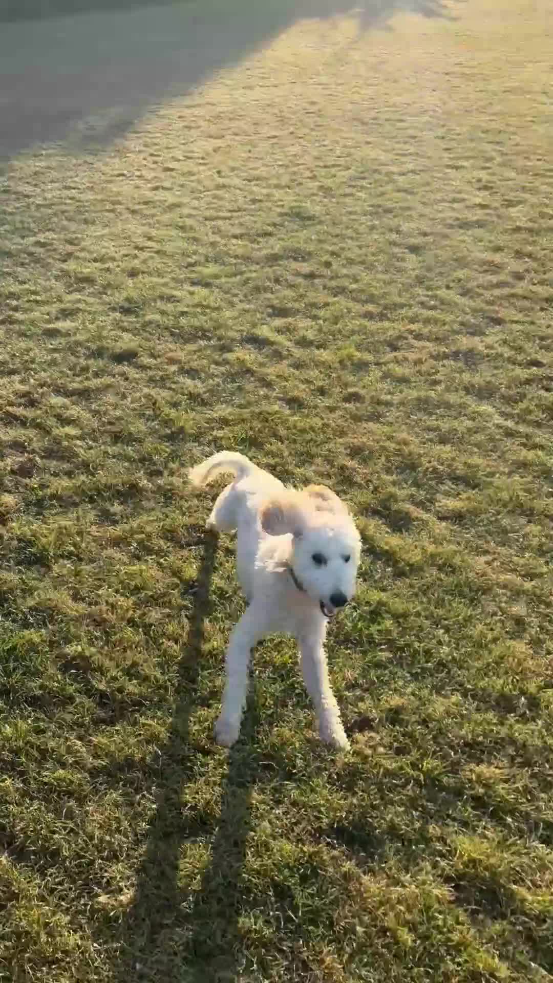Cockapoo dogs for sale: Lucky Male cockapoo - 15 months old  - Video 1