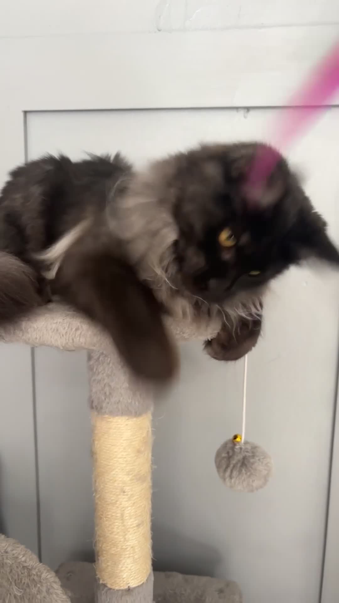 Maine Coon cats for sale: beautiful mainecoon sisters  - Video 1