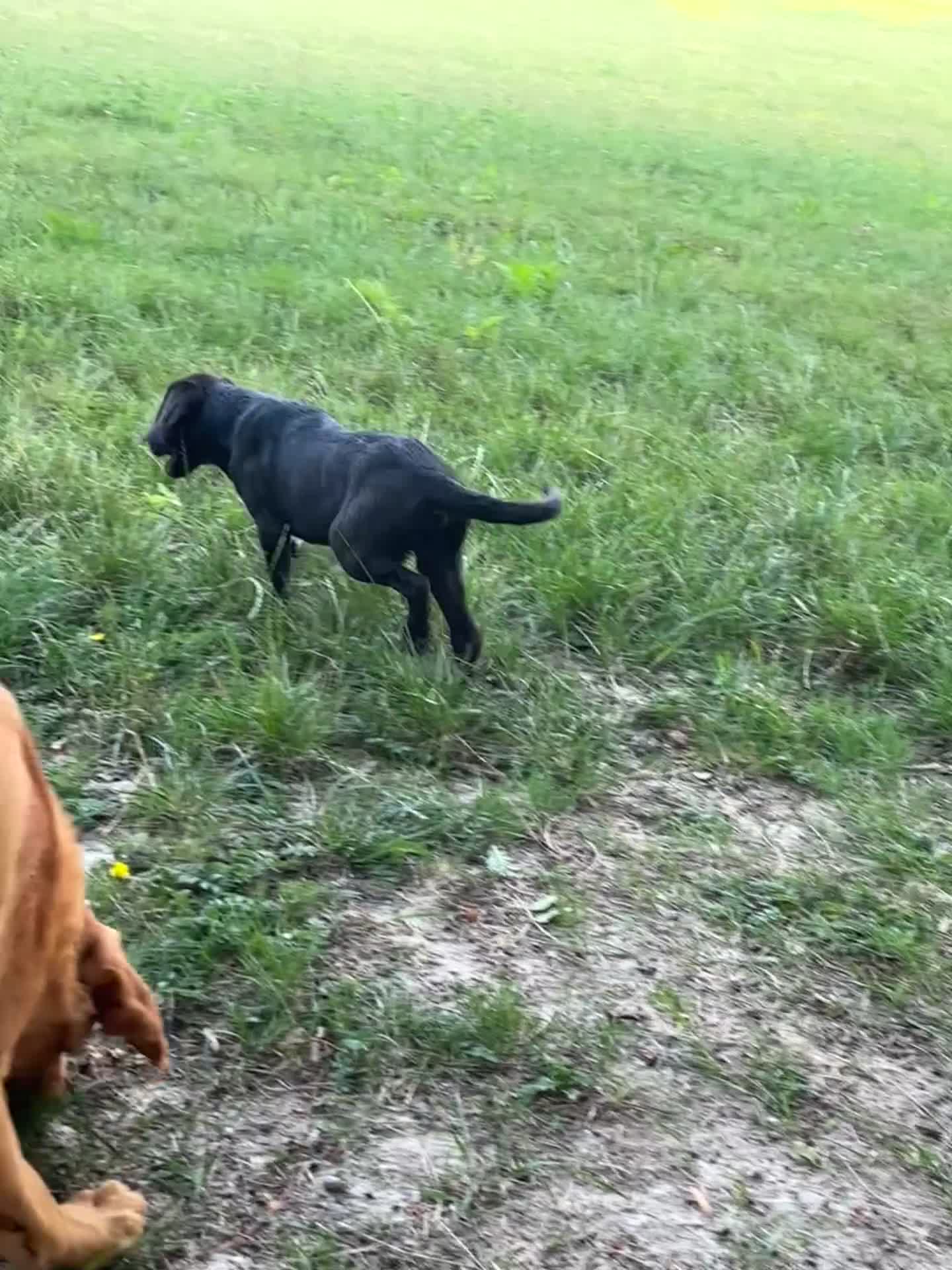 Labrador Retriever dogs for sale: Gorgeous Labrador Puppies, Ready to go.  - Video 2