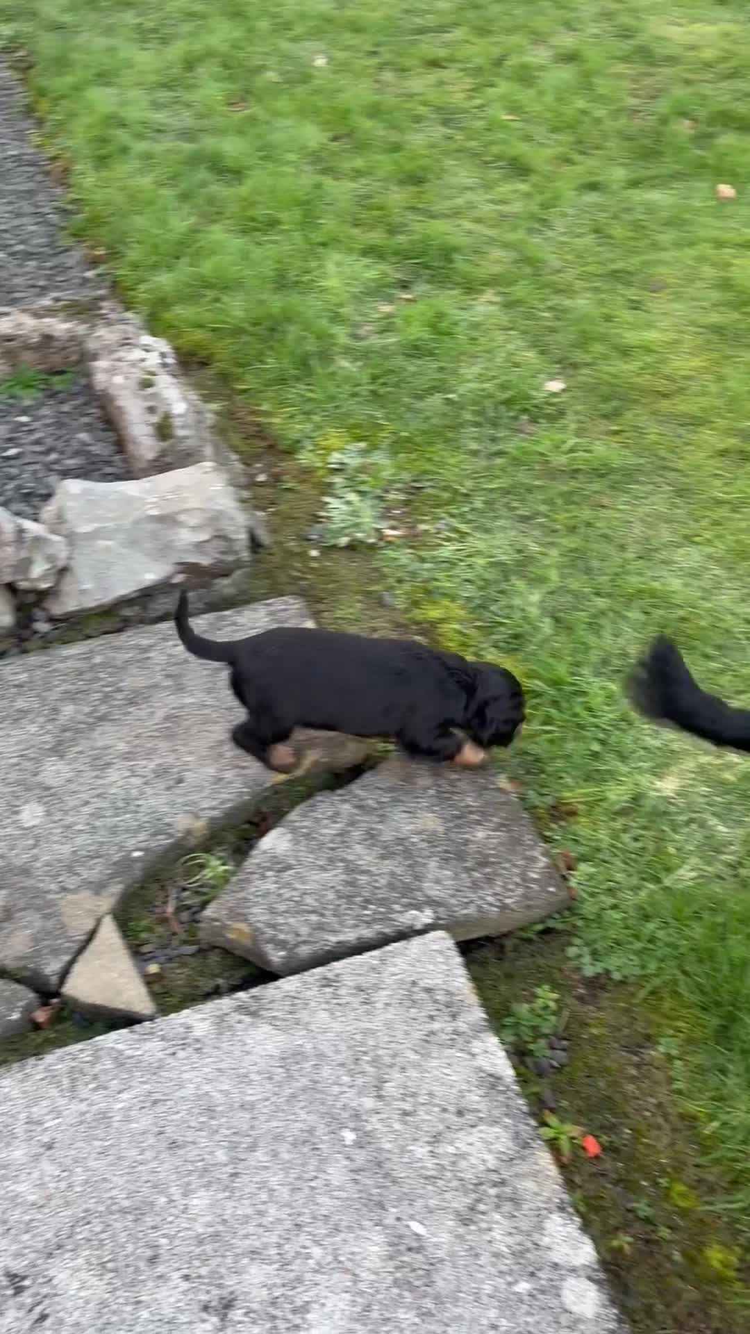 Cocker Spaniel dogs for sale: Beautifully marked Cocker Spaniel Pups For Sale - Video 1