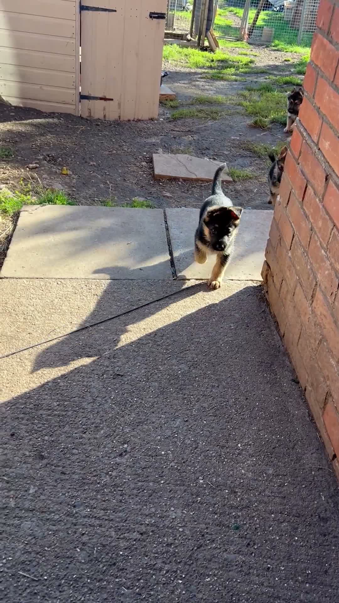 German Shepherd dogs for sale: READY NEXT WEEK working shepherd puppies - Video 1