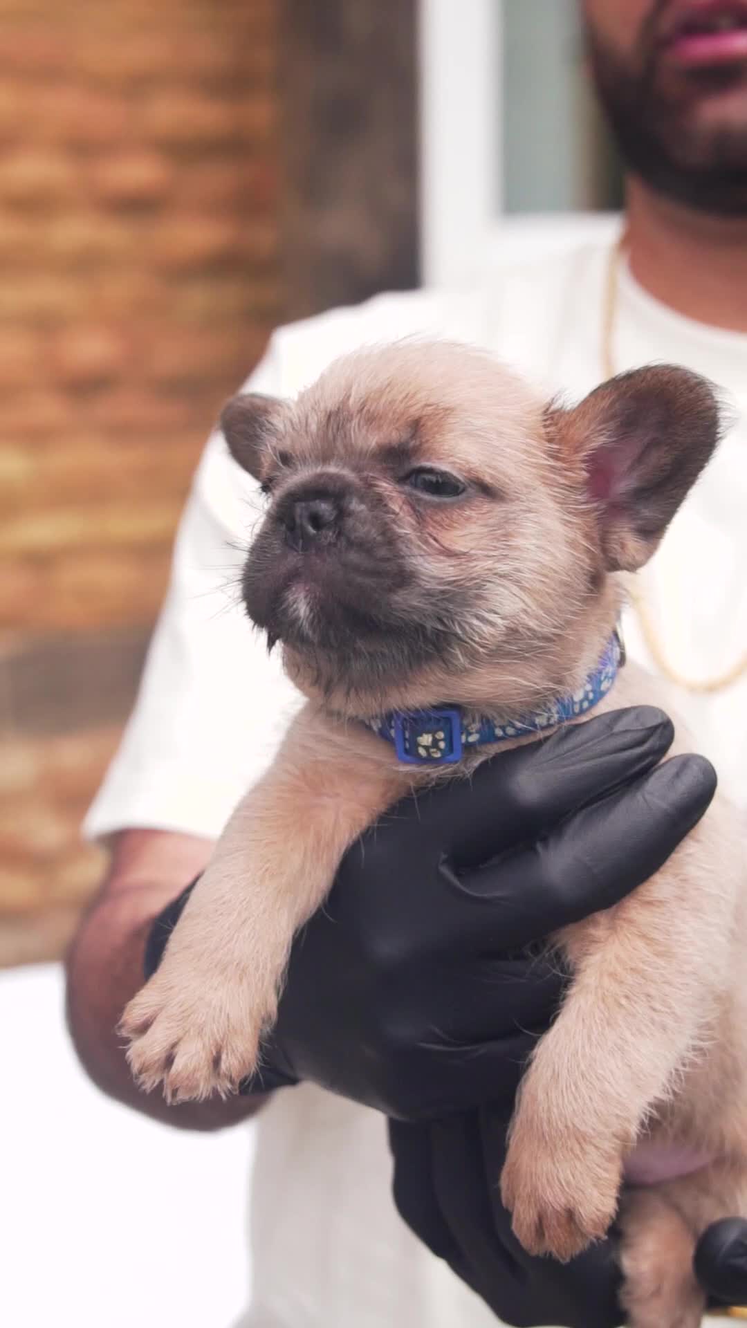 French Bulldog dogs for sale: Rare French bulldogs - Video 3