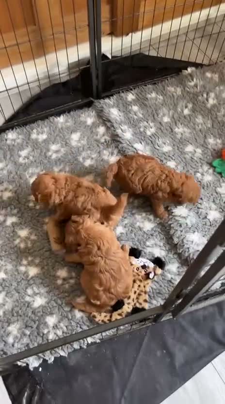 Cavapoo dogs for sale: Beautiful F1B Cavapoo Puppies DNA tested. - Video 5