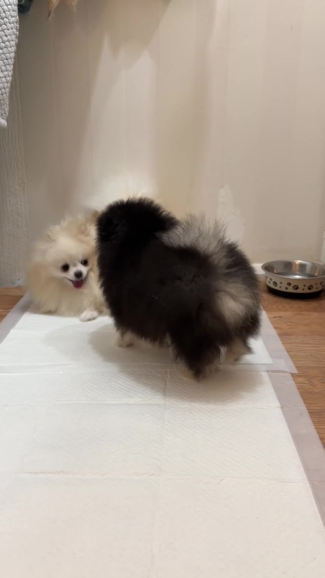 Pomeranian dogs for sale: Beautiful Pomeranian Puppies – Ready Now - Video 1
