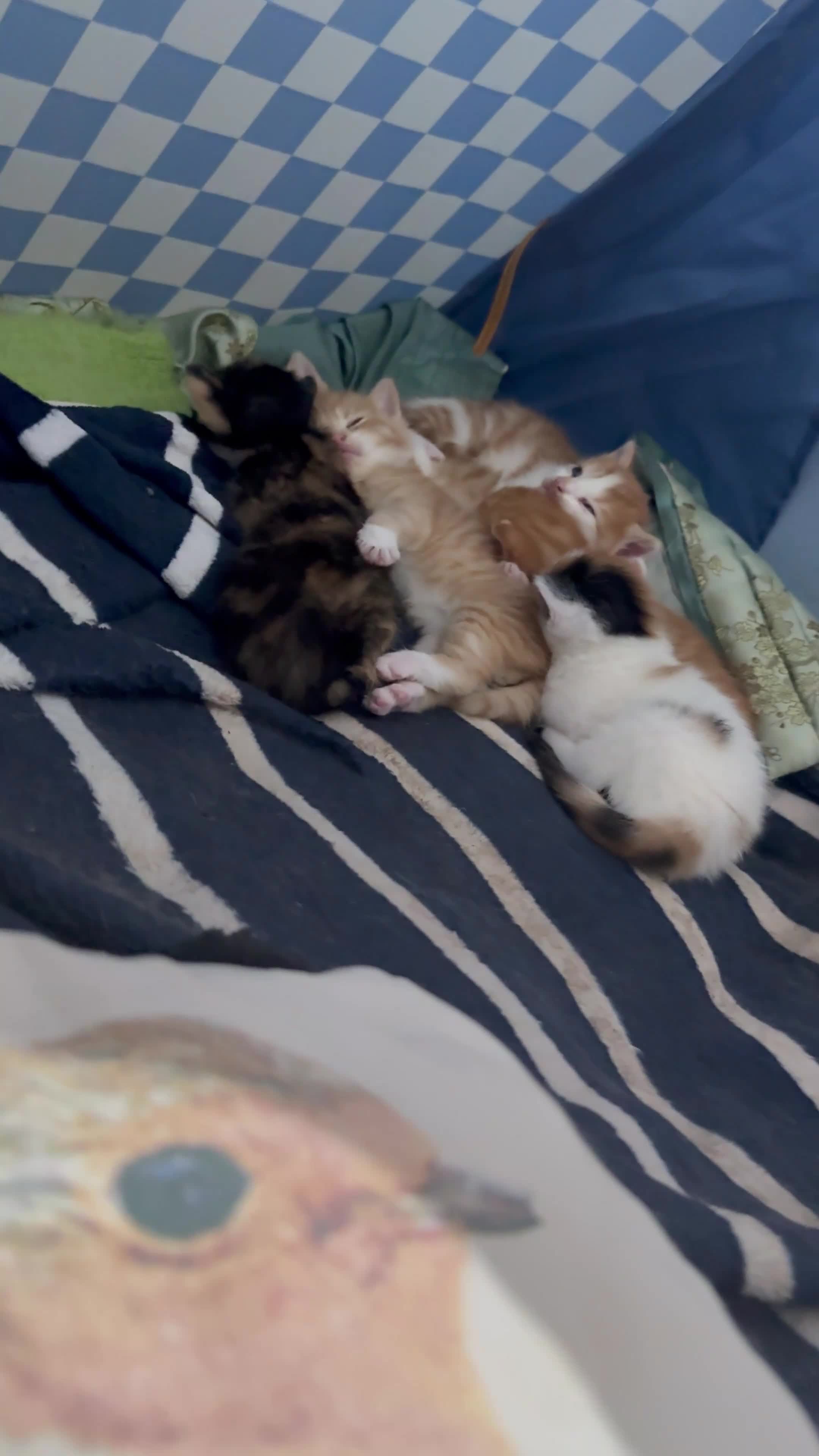 Mixed Breed cats for sale: Beautiful Ginger Kittens Looking for Loving Homes in London - Video 1