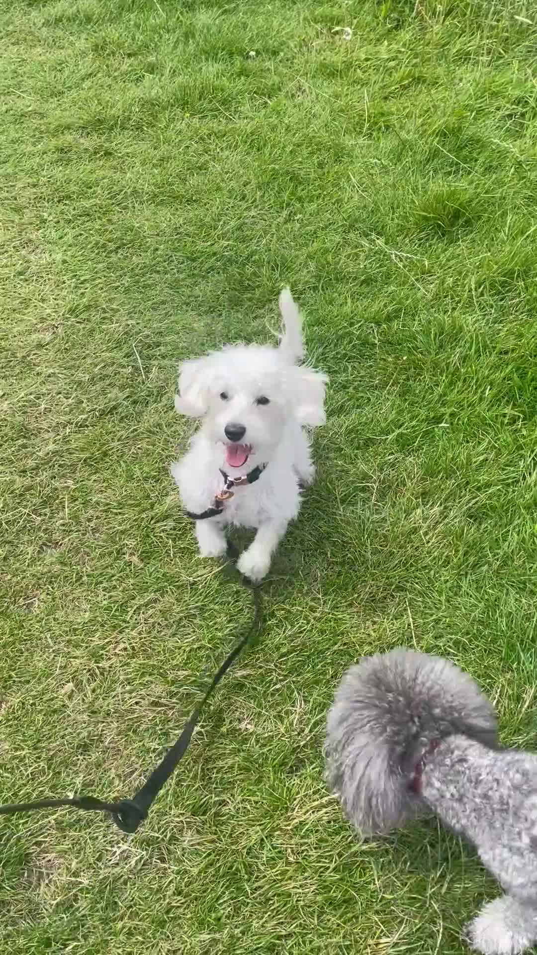 Mixed Breed dogs for stud: Schnoodle White Stud - Video 1