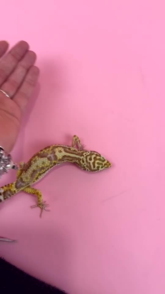 Leopard Gecko reptiles for sale: x2 female leopard geckos  in Stowmarket - Video 1