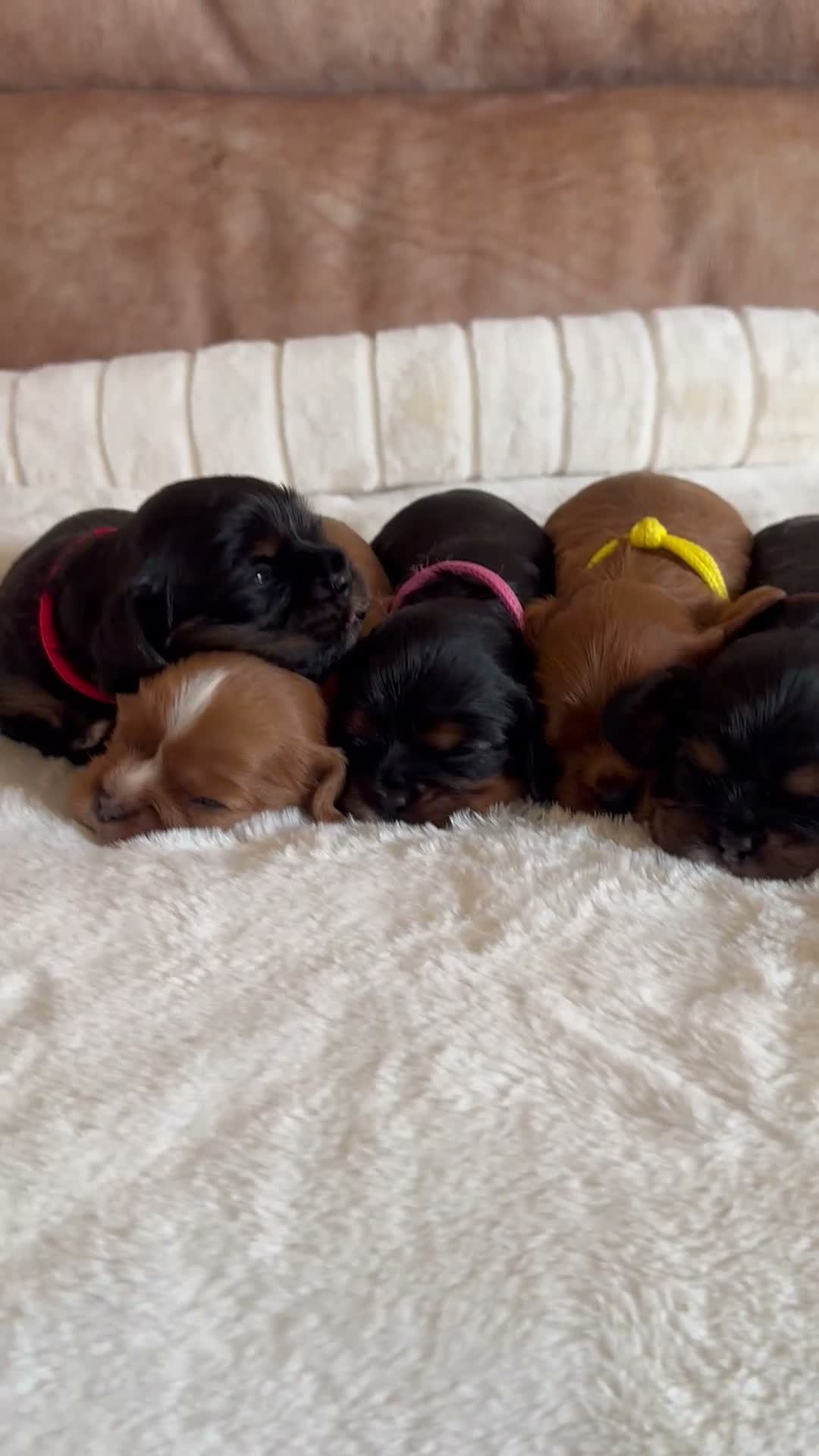 Cavalier King Charles Spaniel dogs for sale: * KC Registered Health Tested Puppies *  - Video 1