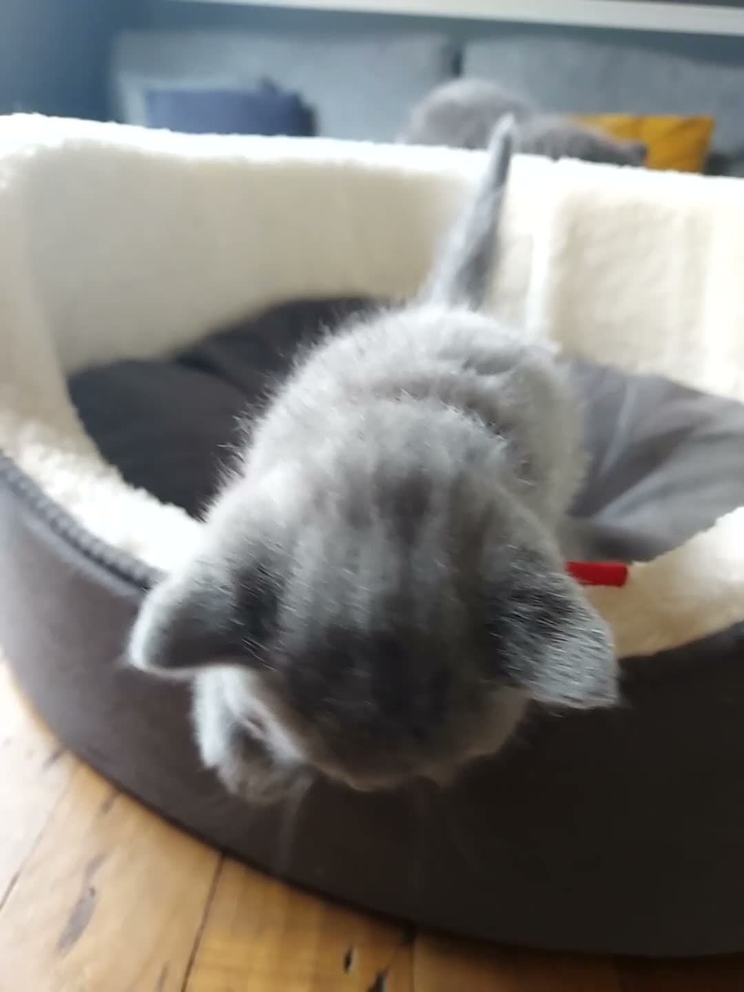 British Shorthair cats for sale: GCCF Pedigree British Shorthair Kittens - Video 4