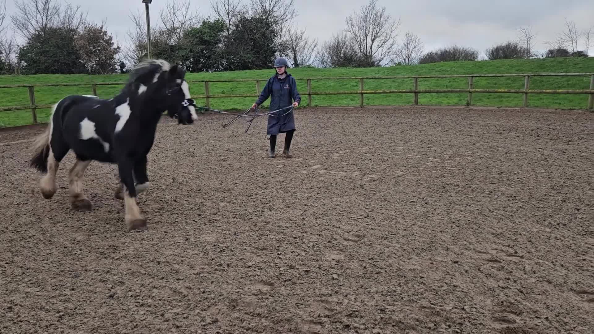 Irish Cob horses for sale: Beautiful coblet mare in Ramsgate - Video 2