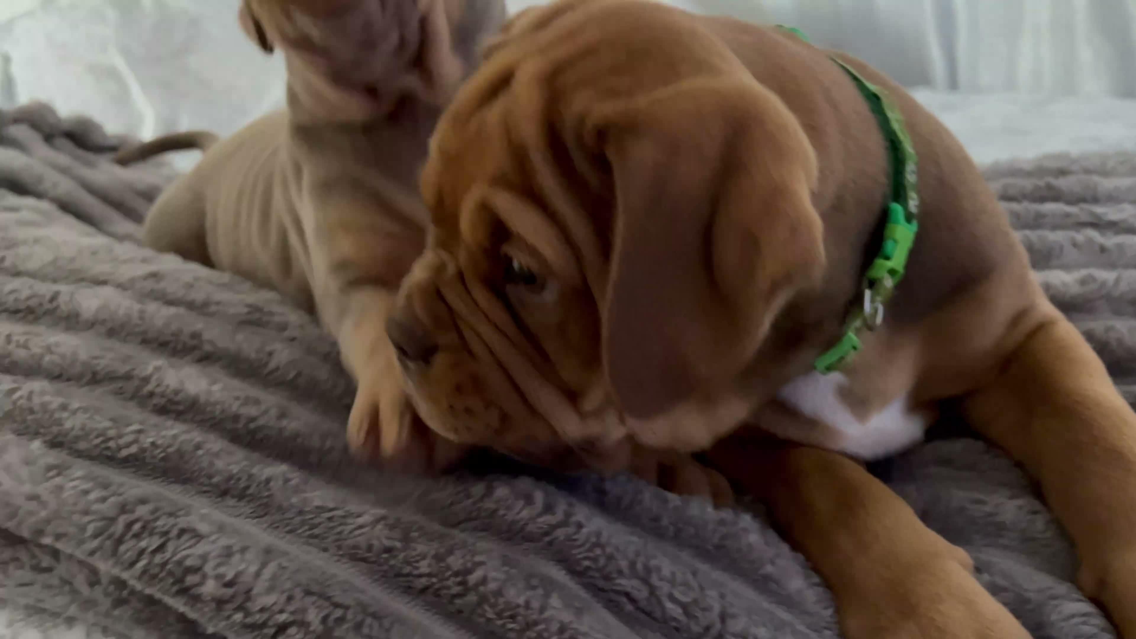 Mixed Breed dogs for sale: OLDE STAFF ENGLISH BULLDOGGE - Video 1