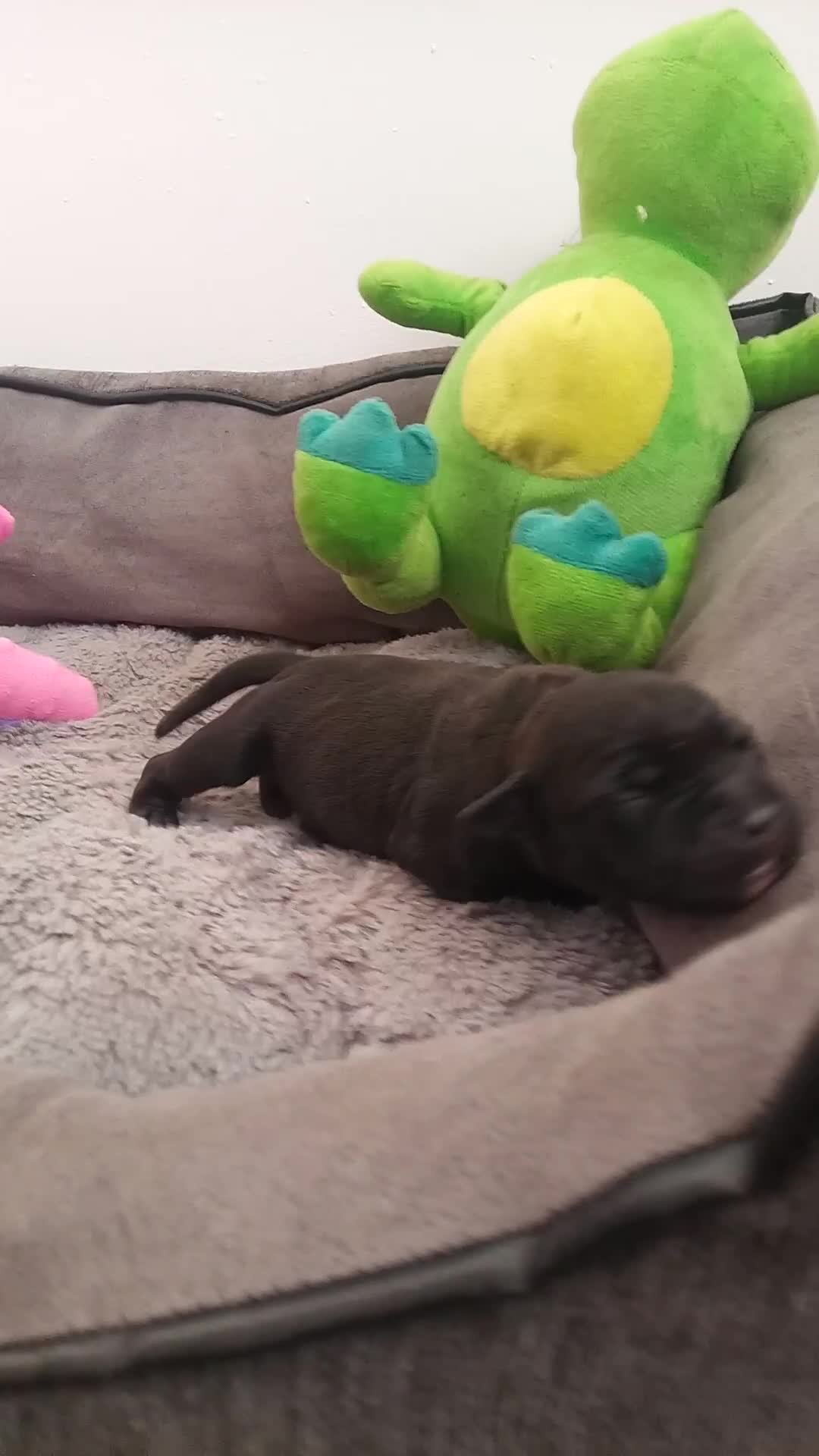 Staffordshire Bull Terrier dogs for sale: Champion lines Staffordshire Bull terrier puppies - Video 1