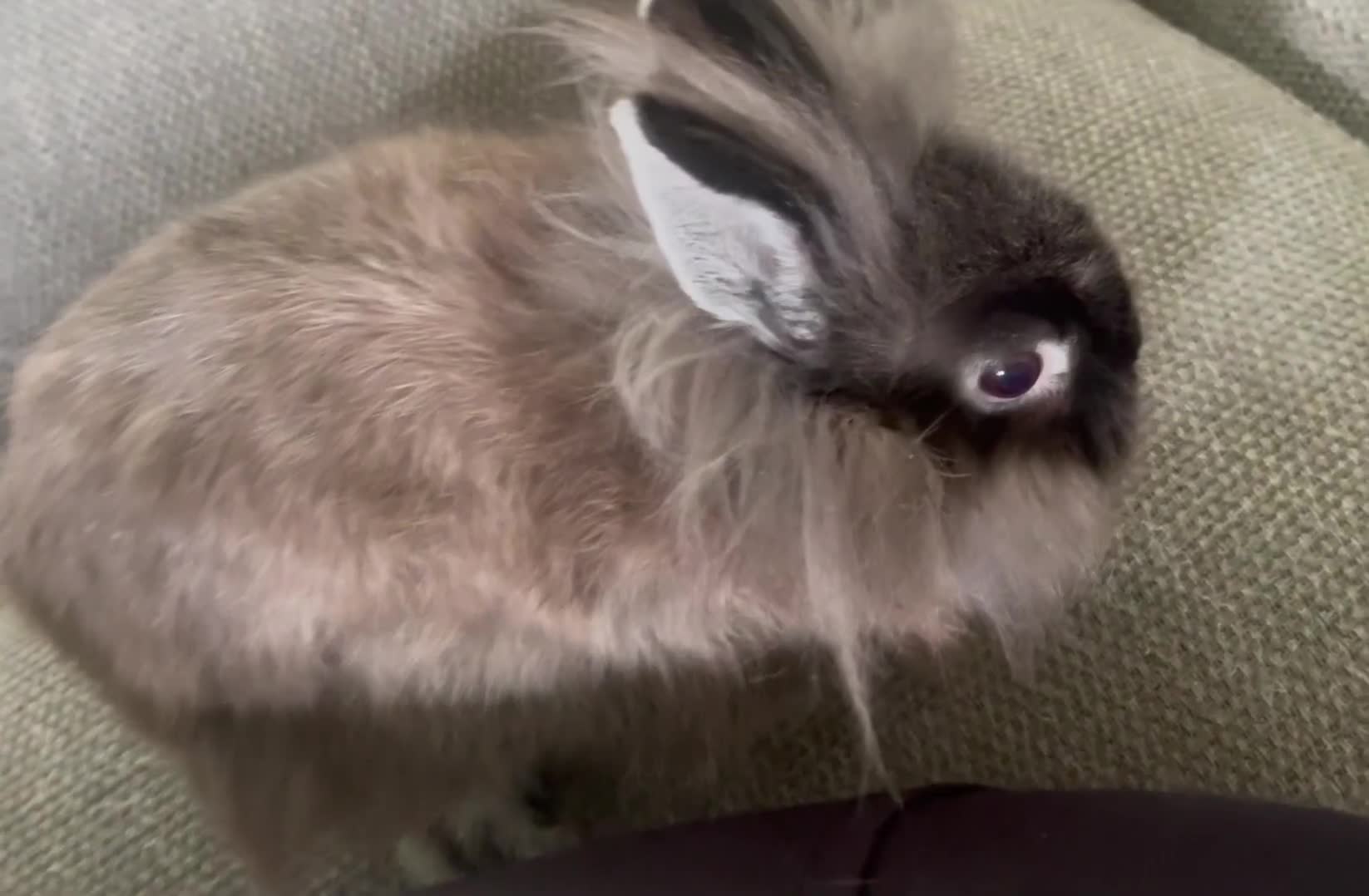Netherland Dwarf rabbits for sale: Netherland Dwarf / Miniture Lionhead babies - Video 2