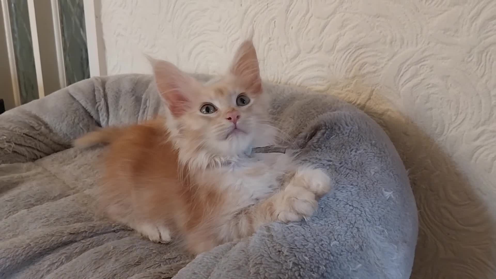 Maine Coon cats for sale: TICA Reg Maine Coon Kittens. Red. Tortie. White - Video 2