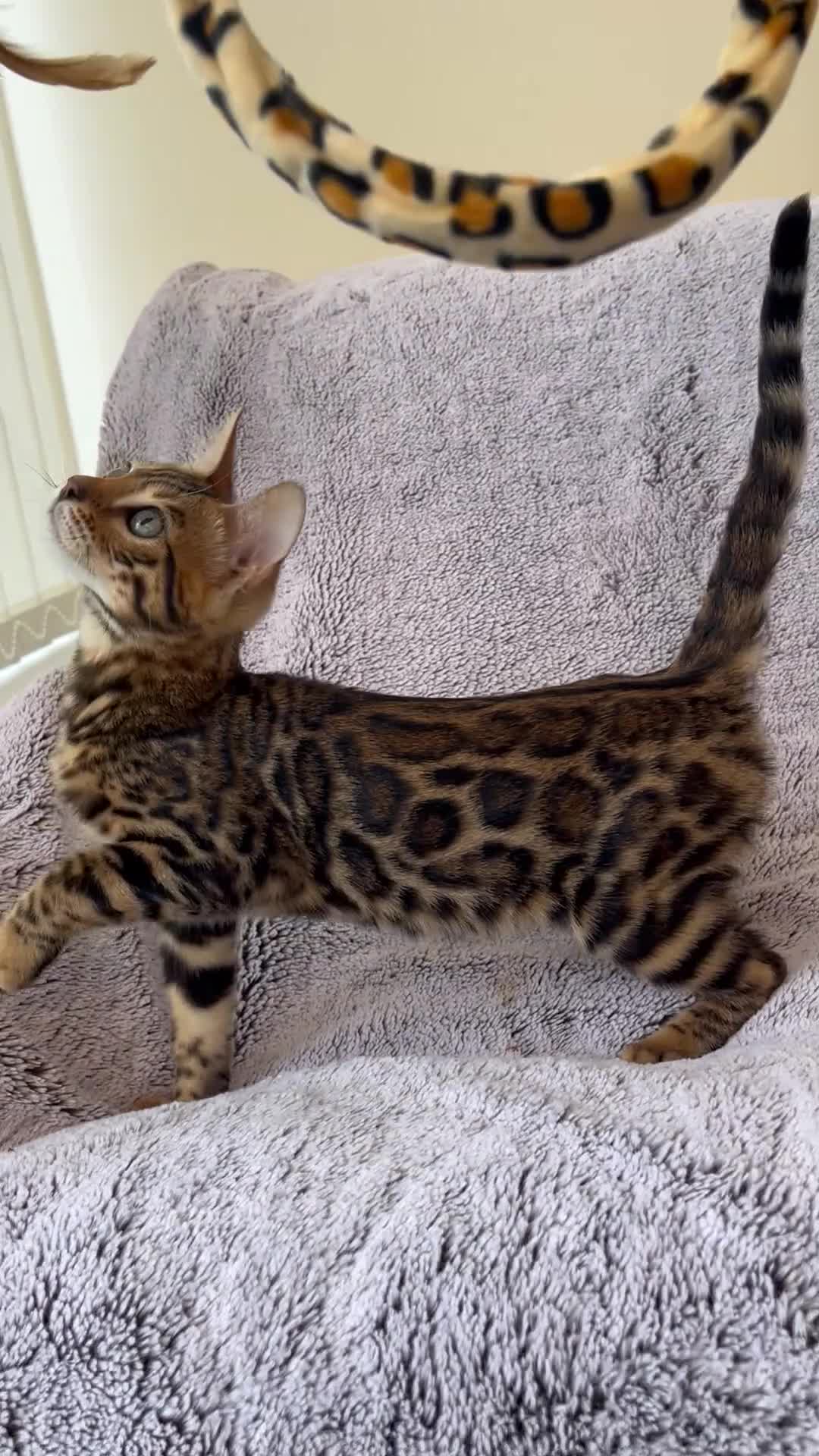 Bengal cats for sale: 😻OUTSTANDING TICA reg BENGAL KITTENS  - Video 3