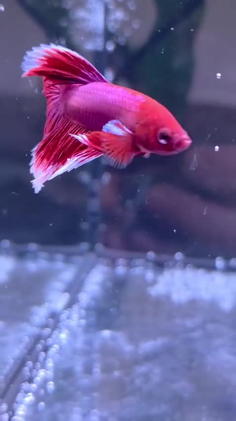 Bettas fish for sale: Bettas / tropical fish  in Altrincham - Video 2