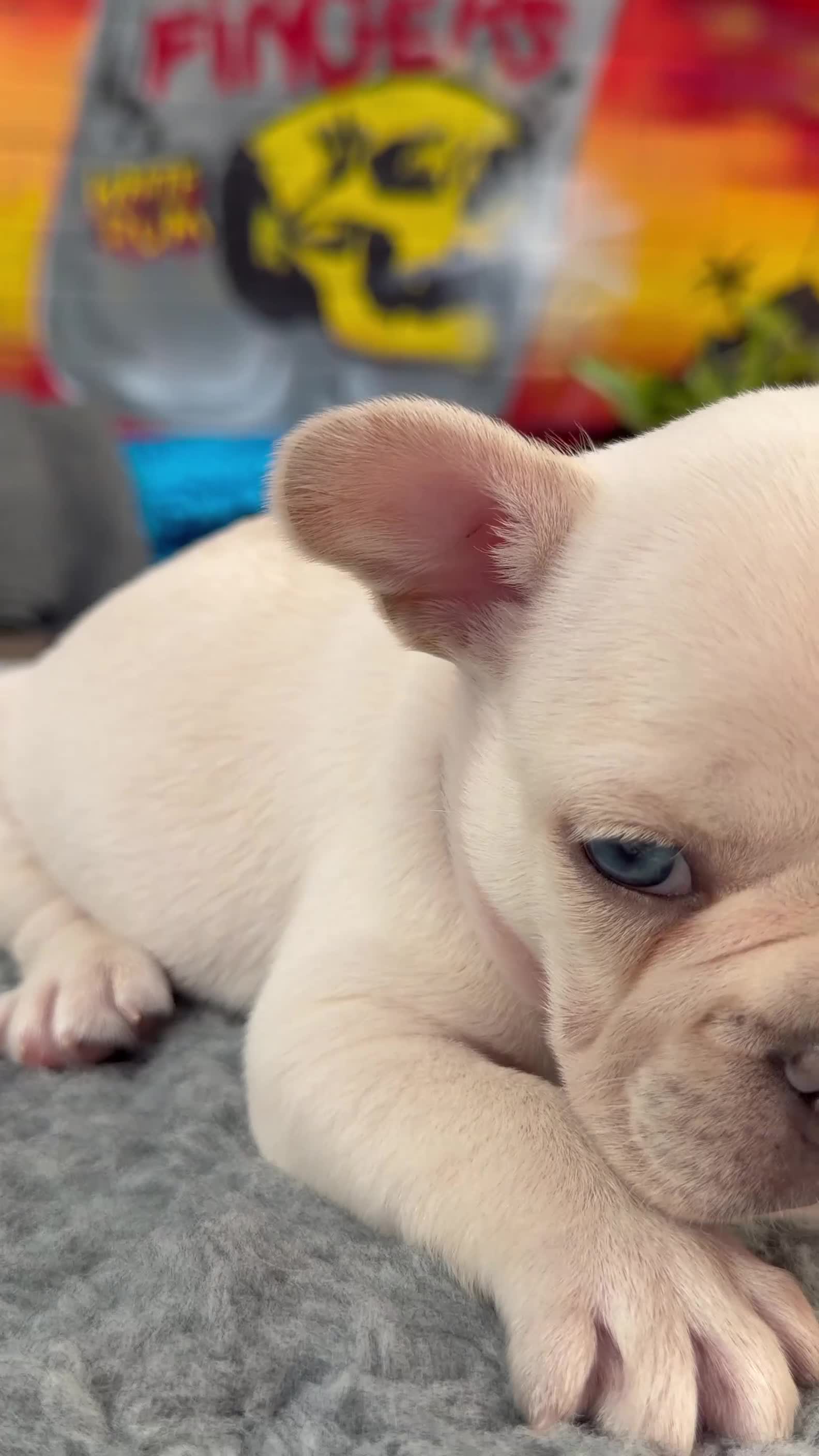 French Bulldog dogs for sale: Platinum & Fawn KC Registered Frenchie Puppies - Video 1