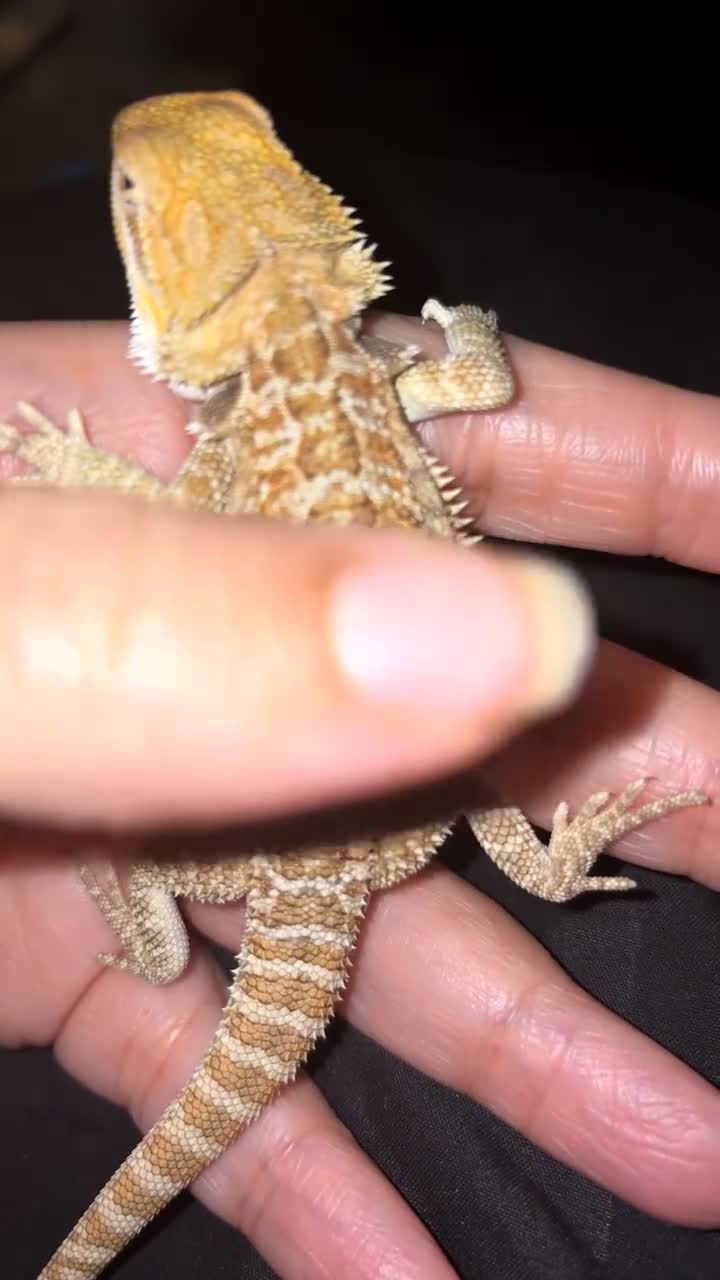 Bearded Dragon reptiles for sale: Bearded dragon babies  - Video 3