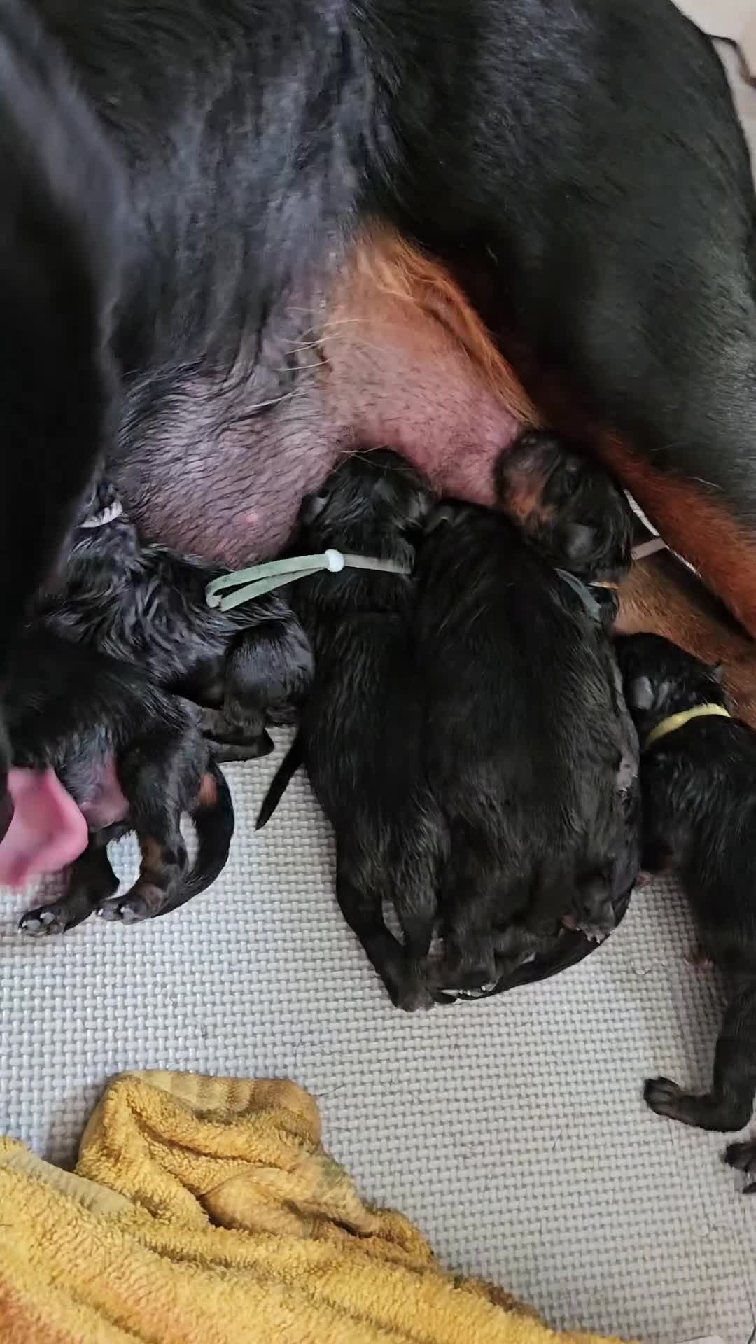 Rottweiler dogs for sale: 11 rottweiler puppies looking for forever homes - Video 2