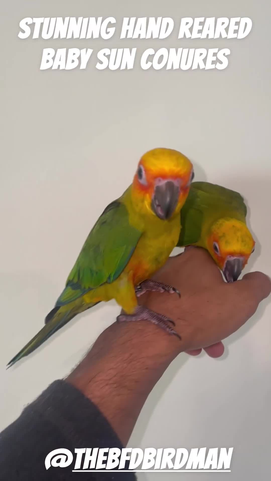 Conures birds for sale: 100% SILLY TAME HAND REARED BABY SUN CONURES - Video 1