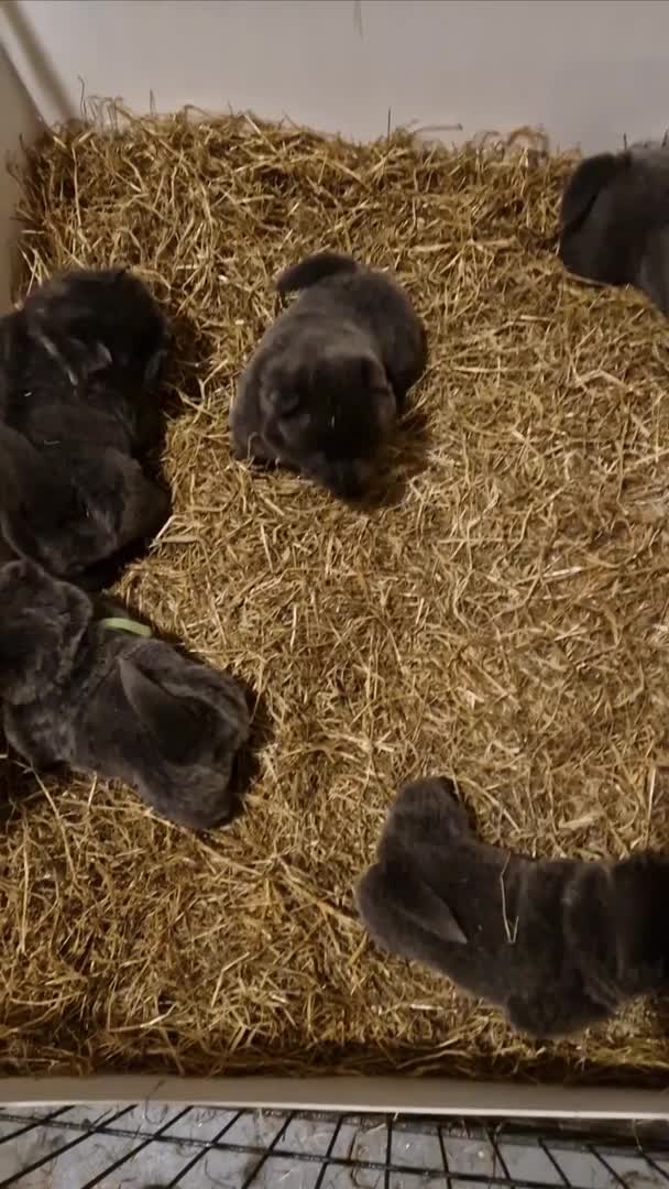 Chow Chow dogs for stud: kc registered blue chow chow stud in Blackpool - Video 1