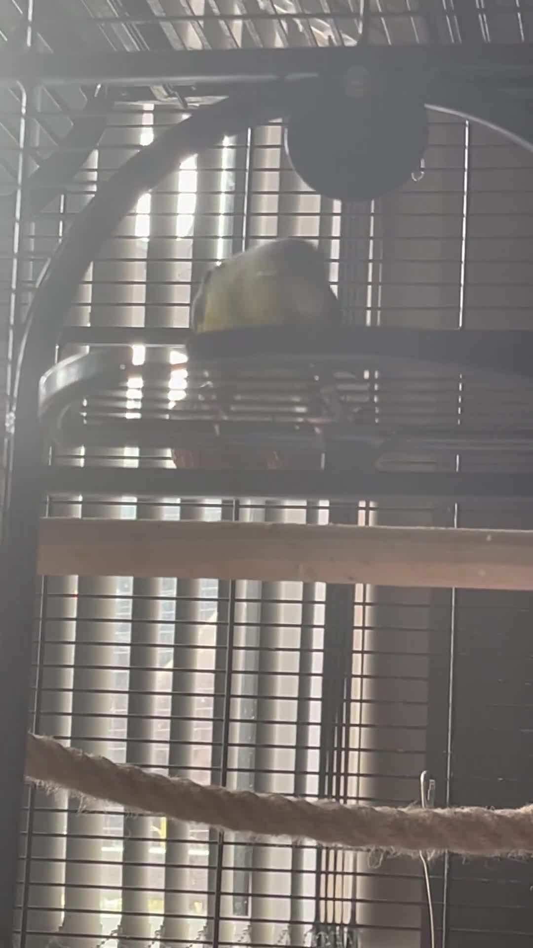 Budgerigars birds for sale: Linnies not budgies  hand reared  - Video 2