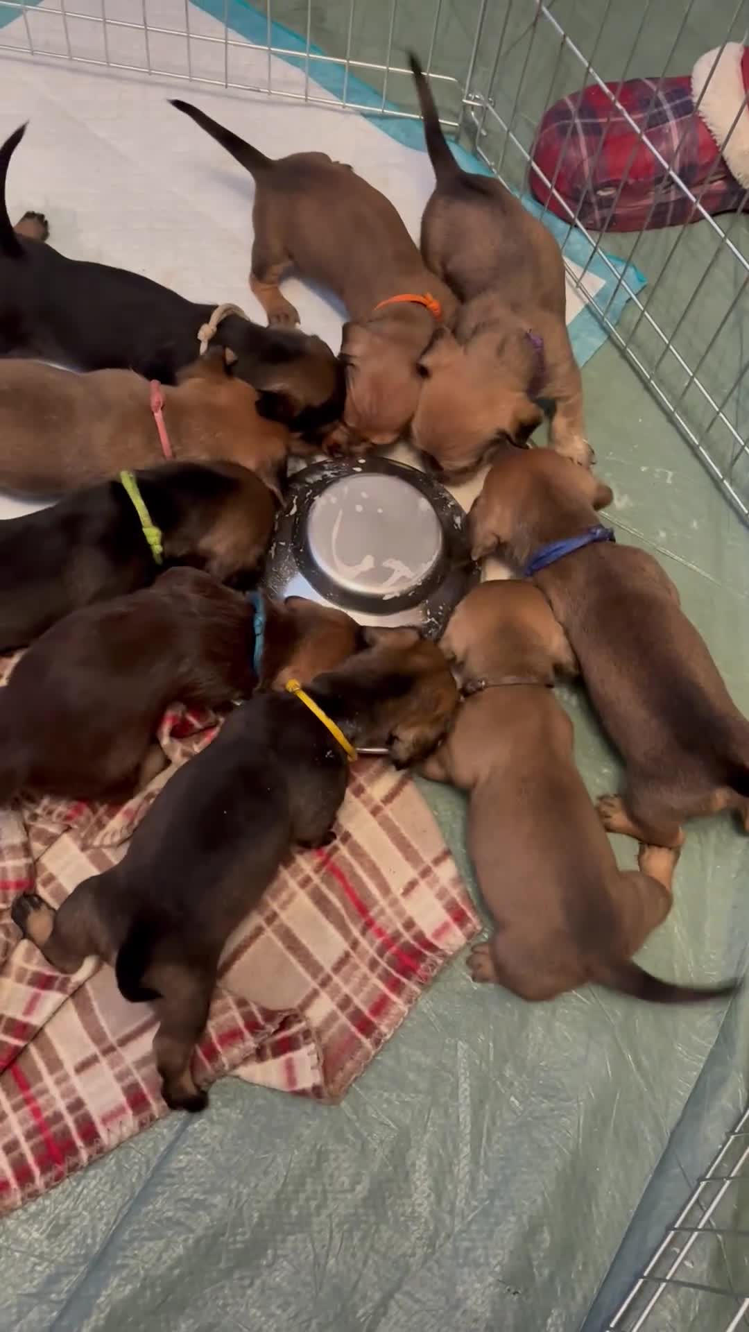 Dachshund dogs for sale: Tekel (wire haired dachshund) puppies for sale  - Video 1
