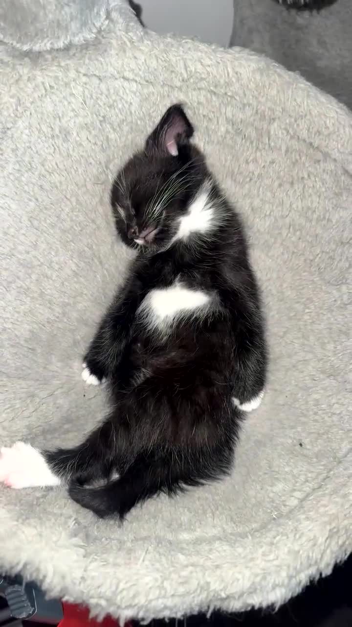 Mixed Breed cats for sale: tuxedo male cat kitten in Maidenhead - Video 2