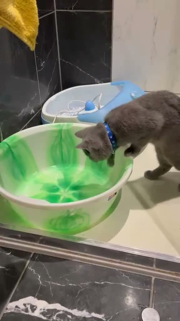 Scottish Fold cats for sale: Scottish fold  - Video 1