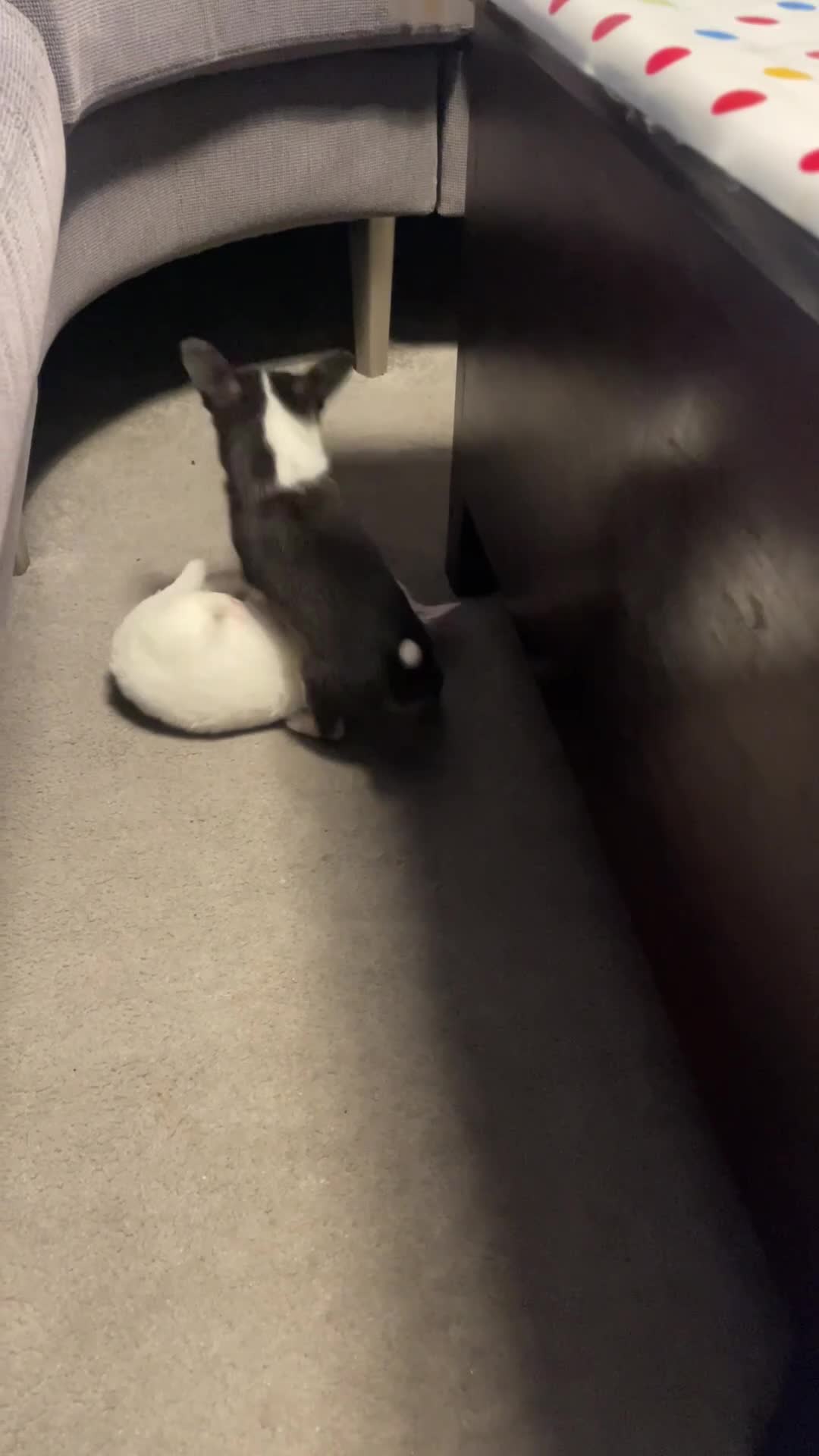 Chihuahua dogs for sale: Beautiful Longhaired Chihuahua Puppies  - Video 2