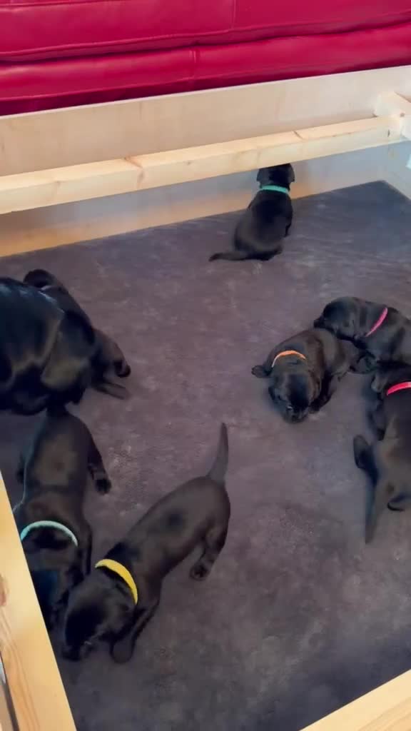 Labrador Retriever dogs for sale: Outstanding Labrador Puppies–Exceptional Pedigree - Video 1