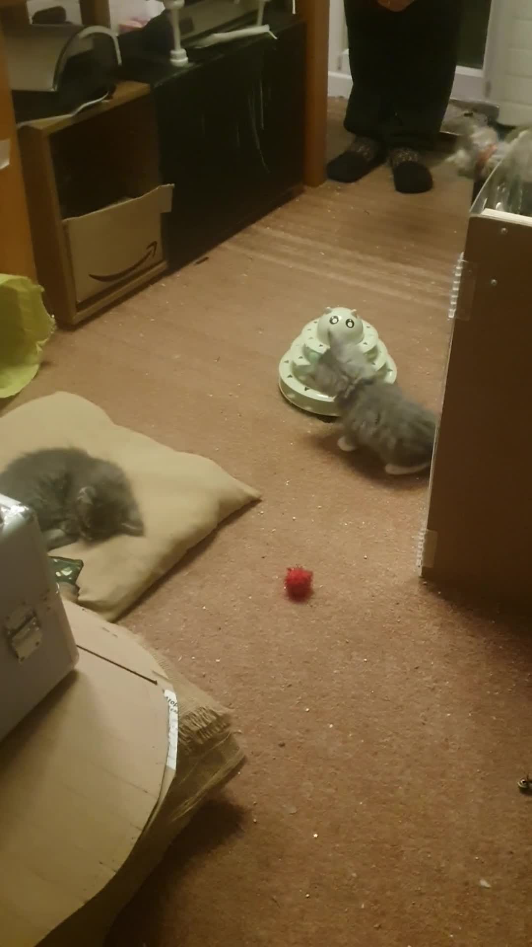 Maine Coon cats for sale: Beautifall Maine coon kittens - Video 2