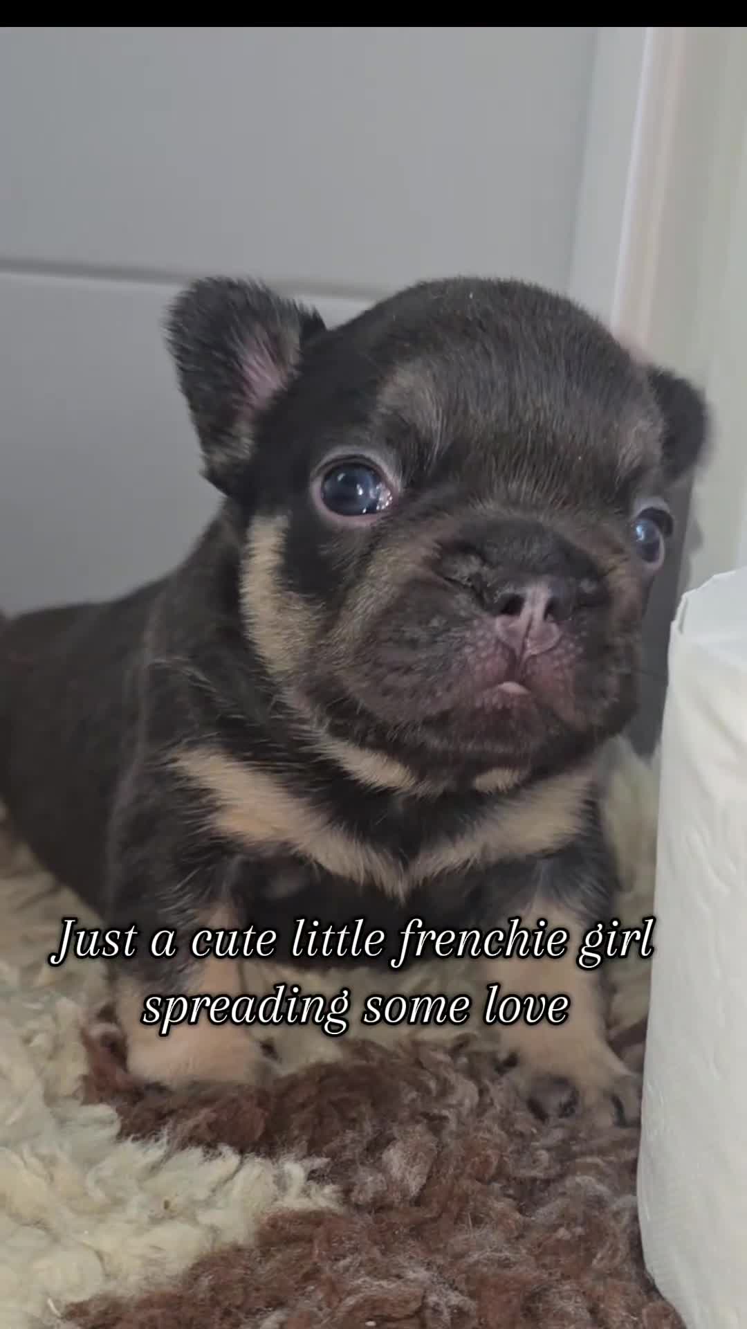 French Bulldog dogs for sale: ⭐️ QUALITY FRENCH BULLDOG PUPPIES ⭐️ - Video 1