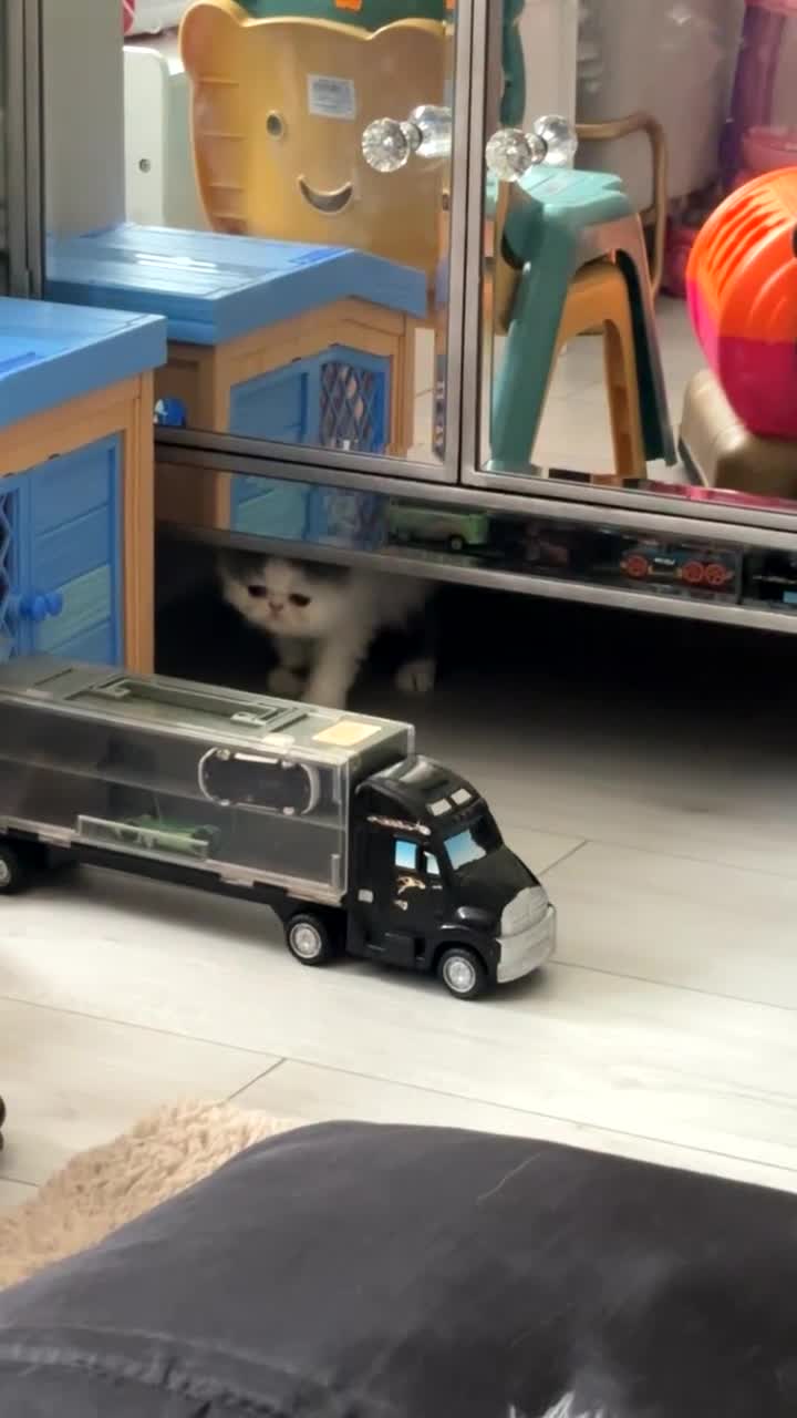 Persian cats for sale: 💖💖🐈💙💙 Persian kittens 💙💙🐈‍⬛💖💖 - Video 5