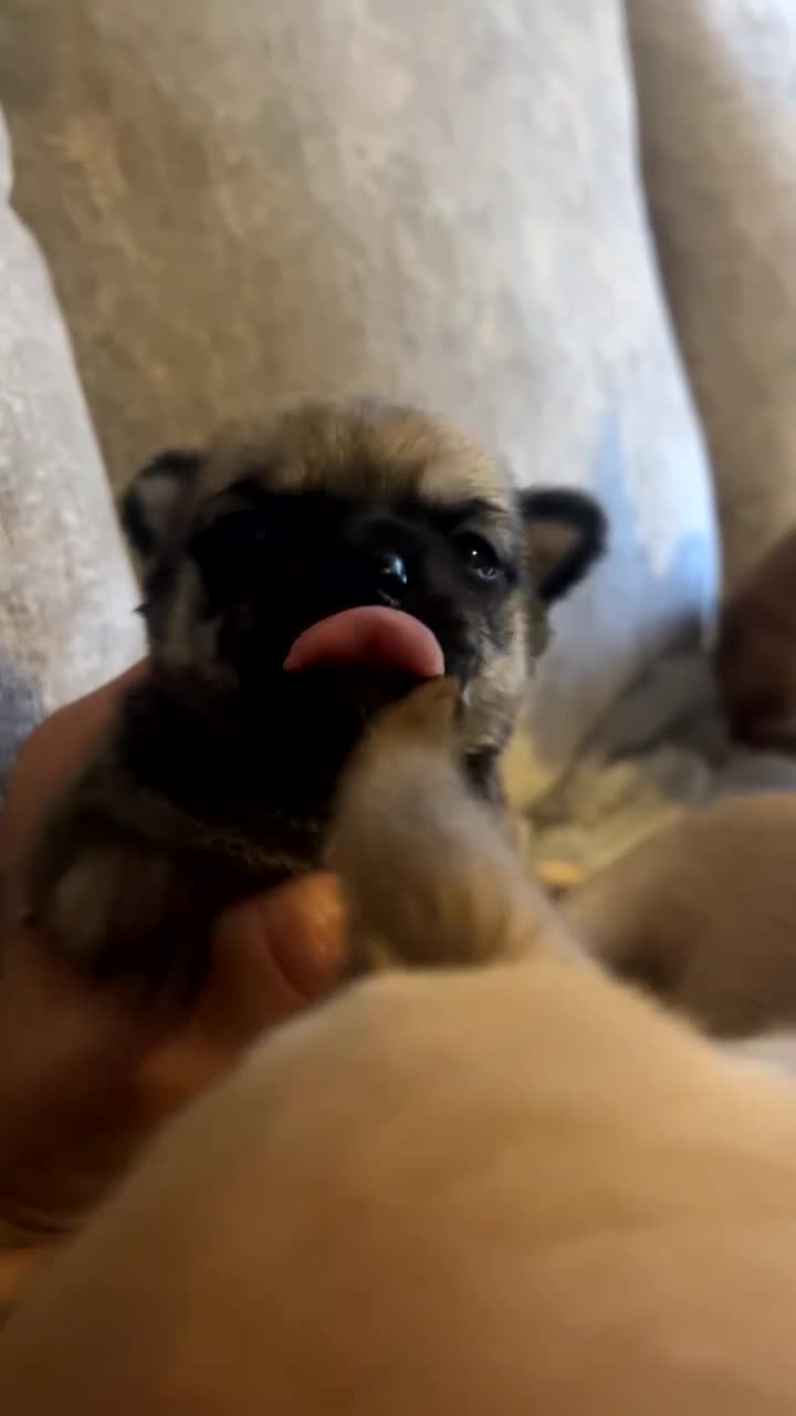 Chihuahua dogs for sale: Puppys - Video 2