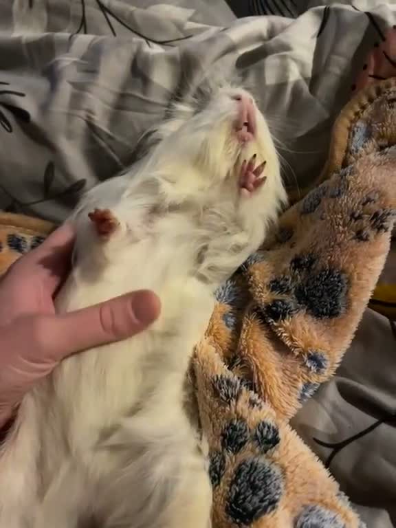 Guinea Pig rodents for sale: Baby Peruvian Silkie guineapigs very fluffy  - Video 1
