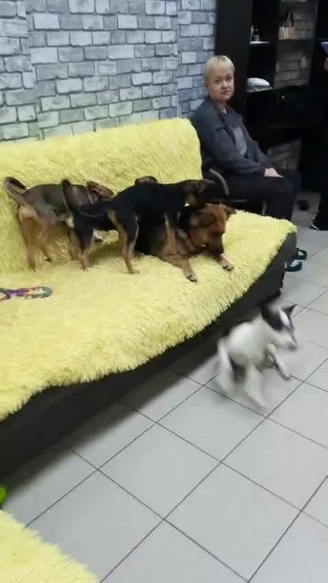Mixed Breed dogs for adoption: 💖🐶 CHIKA 🐶💖 - Video 2